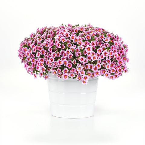 Calibrachoa 'MiniFamous Uno Pink Starfruit' (Pink-Yellow)