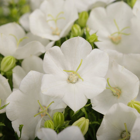 Campanula White Clips (Blanc)