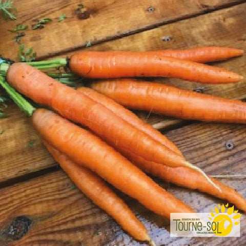 Dolciva Carrot Seeds *Organic*