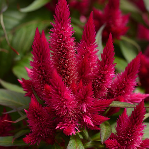 Celosia Intenz Lipstick (Pink)