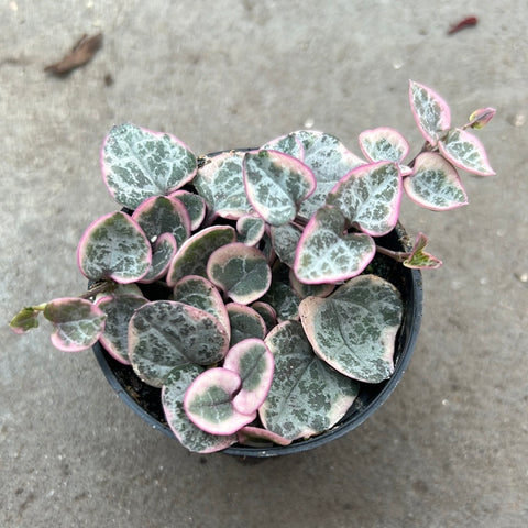 Ceropegia woodii f. 'Variegata'