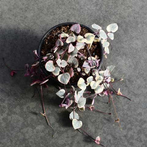 Ceropegia woodii f. 'Variegata'