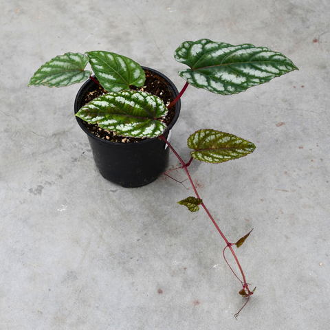 Cissus discolor