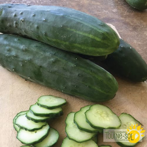 Field Cucumber Seeds Tourne-Sol *Organic*