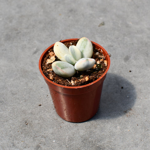 Cotyledon orbiculata 'Oophylla' variegata