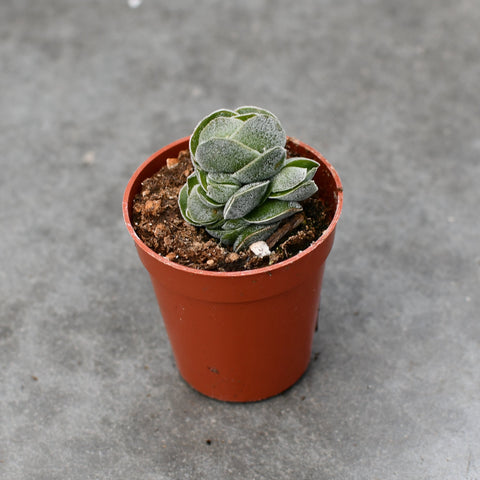 Crassula 'Ivory Pagoda'