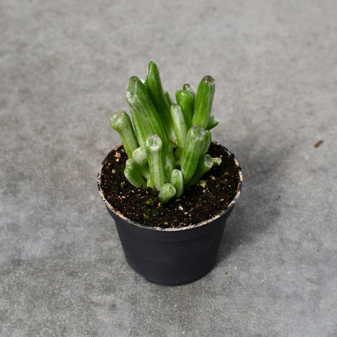 Crassula ovata 'Gollum' f. variegata