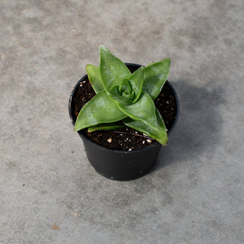 Crassula perforata 'Starshine'