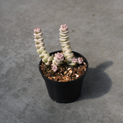 Crassula rupestris 'Marnieriana' f. variegata 