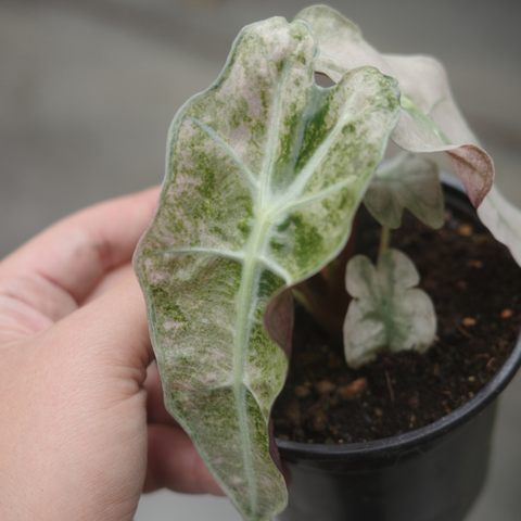 Alocasia amazonica polly 