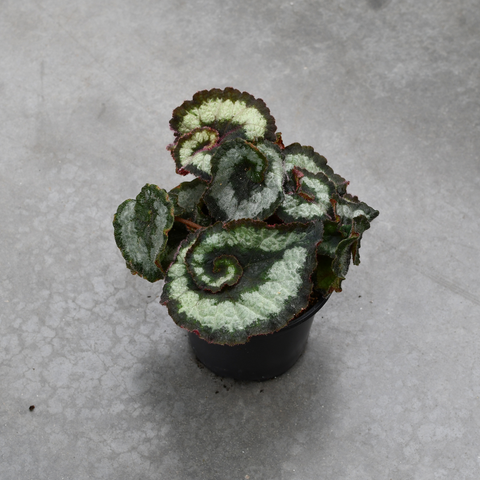 Begonia rex 'Escargot'