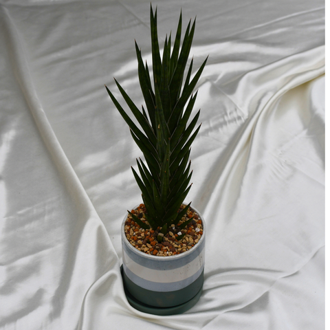 sansevieria francisii spiky Sansevieria francisii in a decorative pot – Serres Lavoie