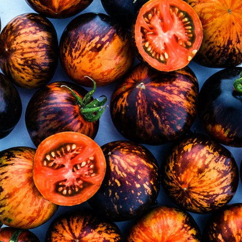 Tomate 'Queen of the night' (Rouge striée noir)