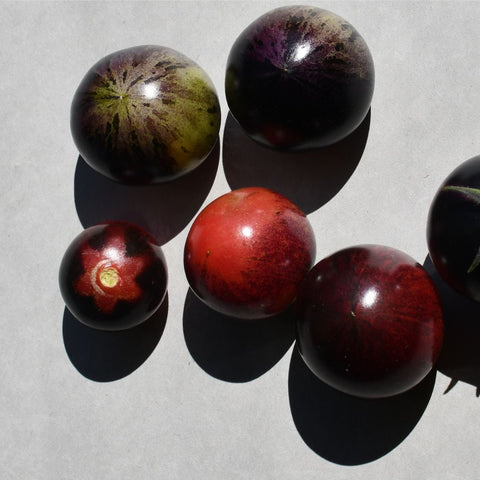 Tomate 'Black Strawberry' (Rose et bleu)