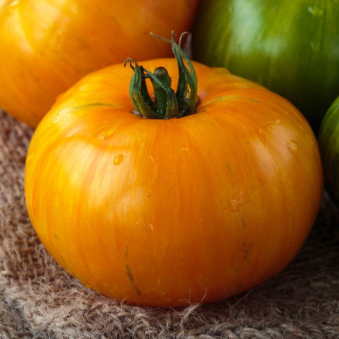 Tomate ancestrale 'Pineapple' (Jaune-orange)