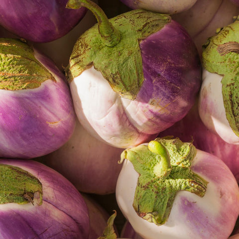 Aubergine Rosa Bianca (italienne rose)