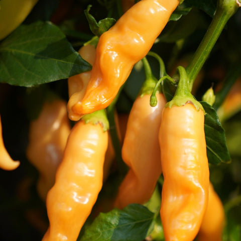 Piment Sugar Rush Peach (Pêche fort et fruité)