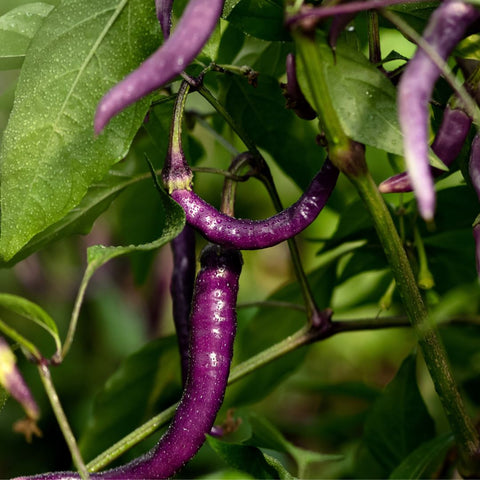 Piment 'Buena Mulata' (Orange à violet)