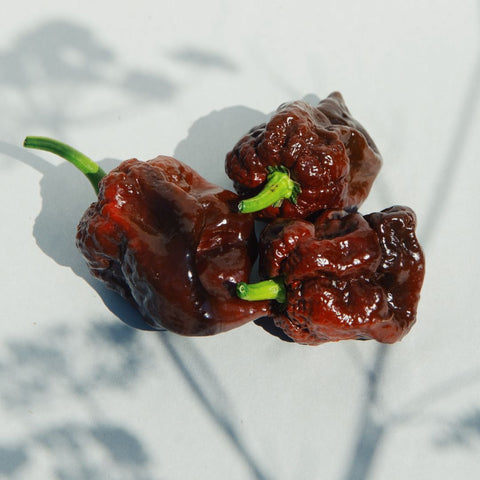 Piment 'Chocolate Seven Pot' (Extra fort brun)