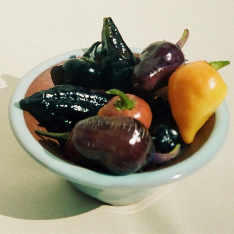 Piment 'Count Dracula' (Rouge à violet)