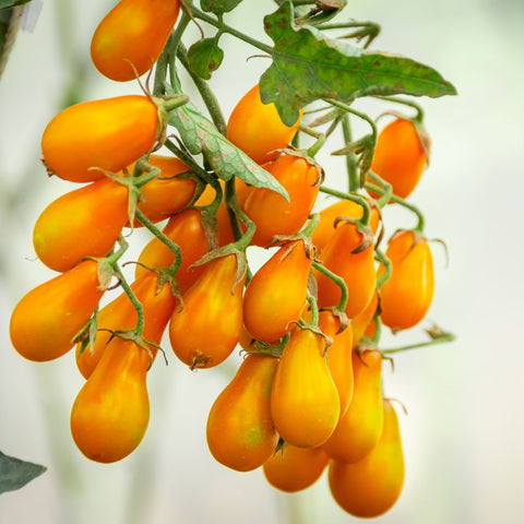 Tomate 'Yellow Pear' (Cerise poire jaune)