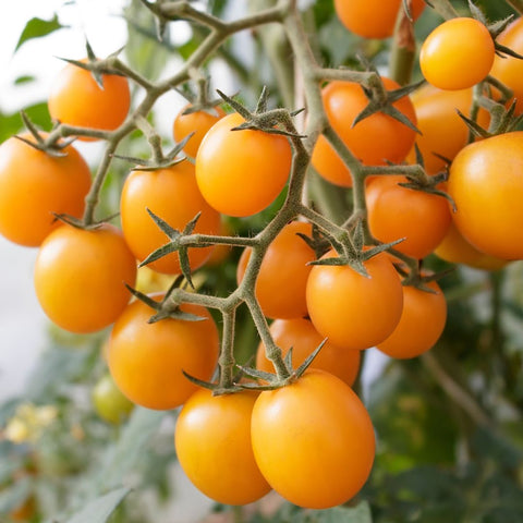 Tomate 'Lemon Cherry' (Cerise jaune)