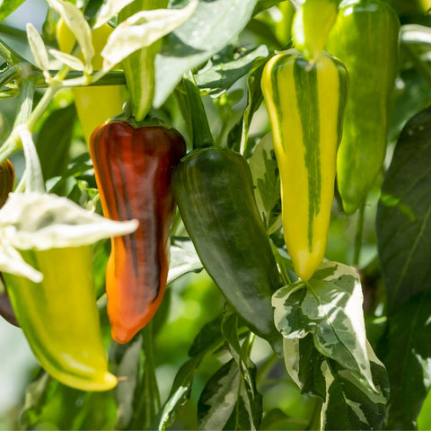 Piment 'Fish' (Jaune à rouge strié vert)