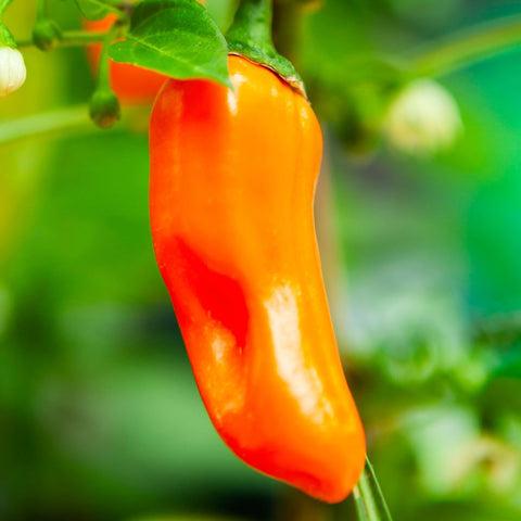 Piment 'Jalapeño Pumpkin Spice' (orange)
