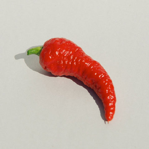 Piment 'Rajah' (Rouge allongé)