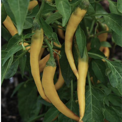 Piments forts