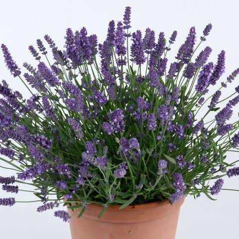 Lavande 'Presto Blue'