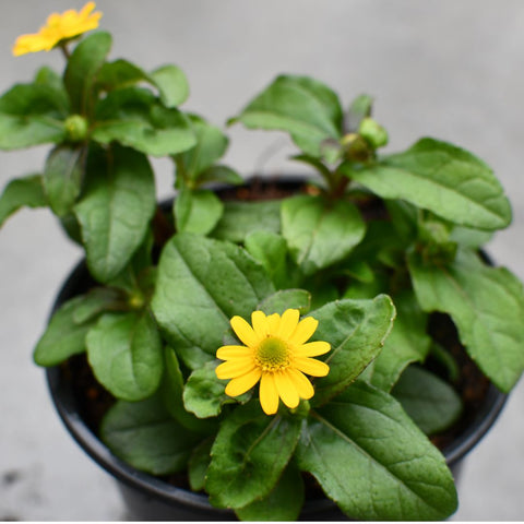 Sanvitalia Sunbini (Zinnia Rampant jaune)