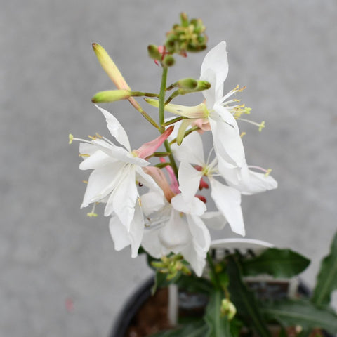 Gaura Stratosphere White (Blanc)