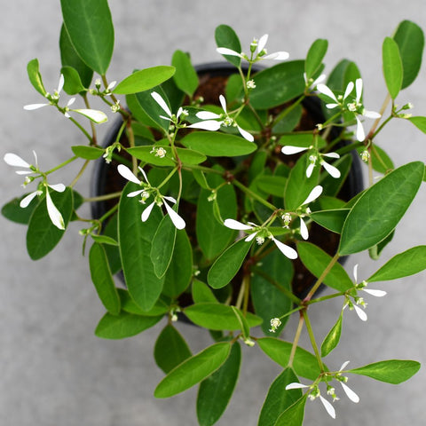 Euphorbia Summer Snow (Blanc)