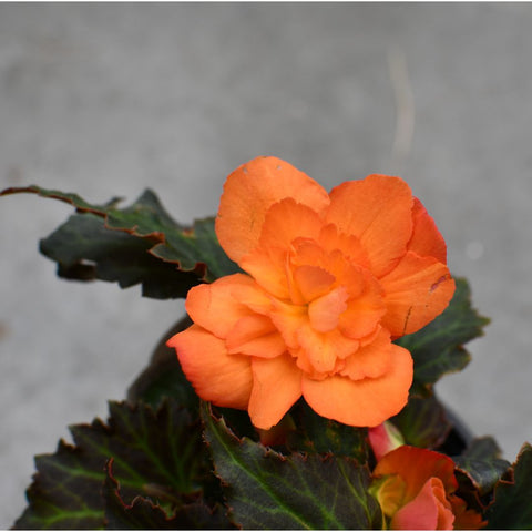 Begonia 'I'Conia Bacio Orange'