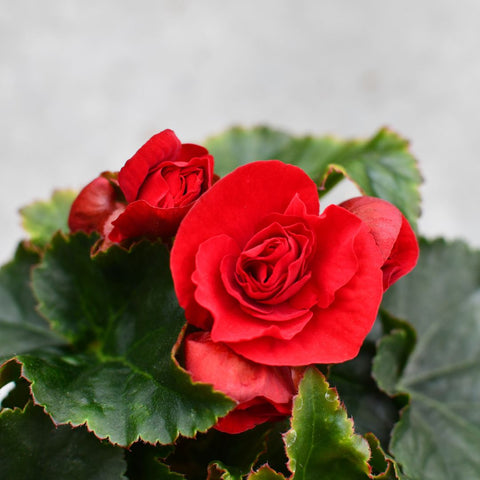 Begonia Rieger Move 2 Passion Red (Rouge)