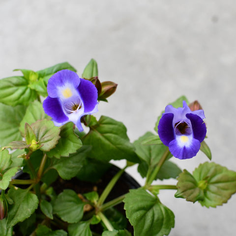 Torenia Moon Indigo (Bleu)