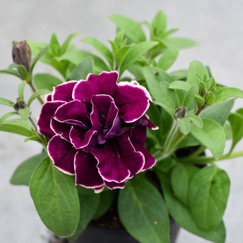 Petunia Jewel Radiant Ruby (Prune et jaune double)