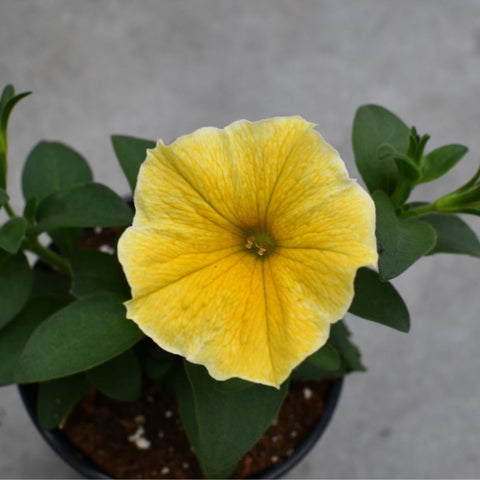 Pétunia 'Popcorn Yellow'