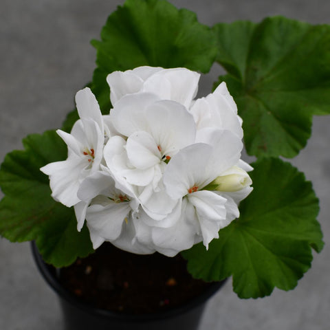 Géranium Americana 'White'