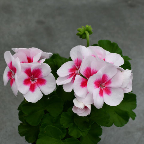 Geranium Americana White Splash (Rose cœur plus foncé)