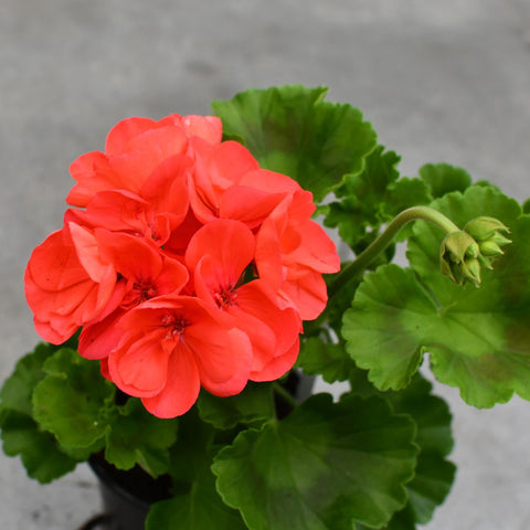 Geranium Patriot Watermelon
