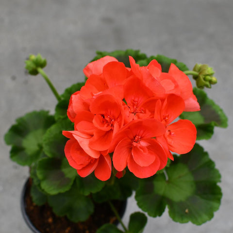 Géranium Rocky Mountain 'Orange'