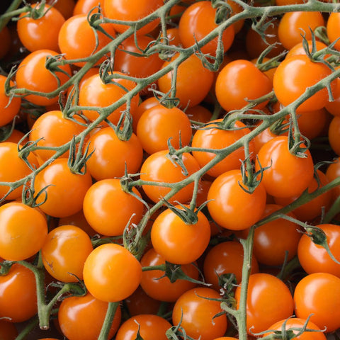 Tomate 'Sun Gold' (Cerise orange)