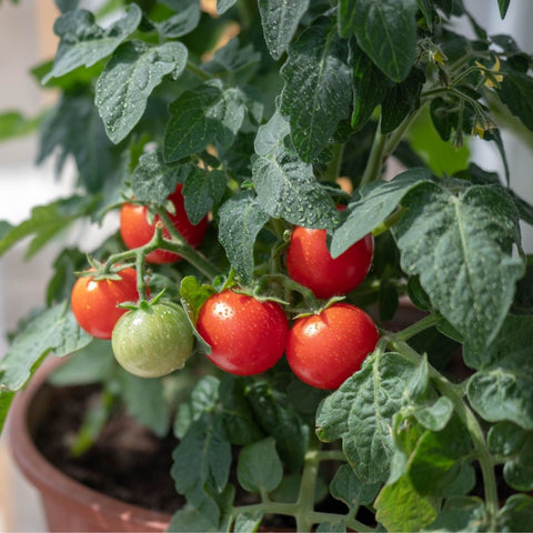 Tomate 'Red Robin' (Cerise rouge compacte)
