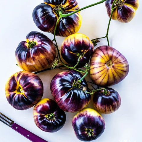 Tomate 'Sart Roloise' (Jaune et mauve)