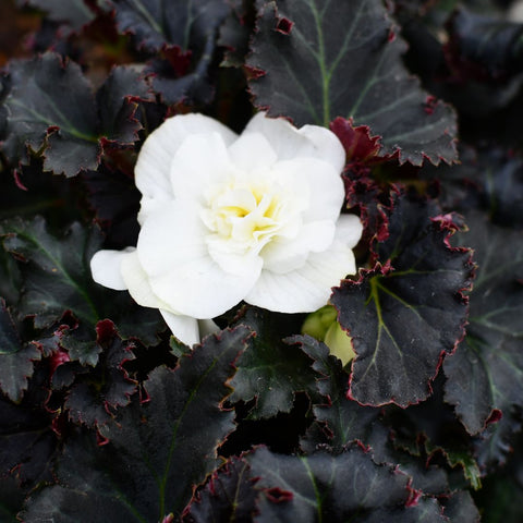 Begonia tubéreux 'Nonstop Mocca White' (Blanc)