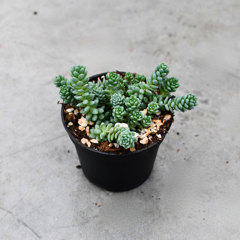 Sedum dasyphyllum "Major"