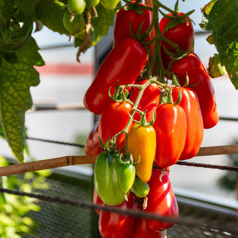 Tomate italienne 'San Marzano'