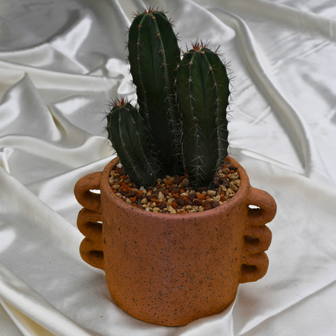 Stenocereus pruinosus en pot décoratif